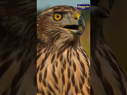 Indian Forest Birds | Voice of Birds of India | Creative Nature