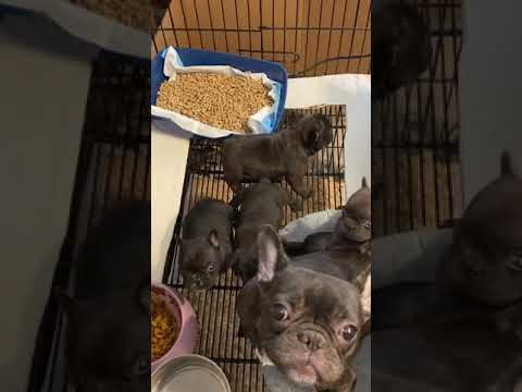 French bulldog boys 11.22