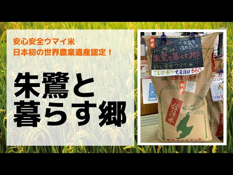 日本初の世界農業遺産認定！『朱鷺と暮らす郷』のご紹介　岐阜市の美味しいお米屋　お米の熊田