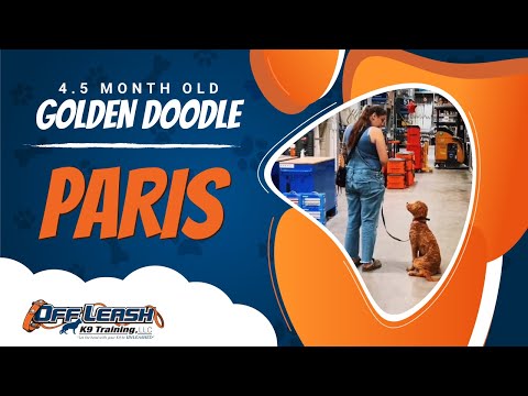 Golden Doodle , 4.5 Months , Paris | Best Dog Trainers Northern VA, etc | Off Leash K9