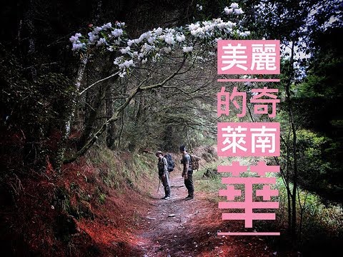 奇萊南峰 | 南華山 | 雲海保綫所 | 天池山莊 | 能高越嶺古道 | 杜鵑花 | VLOG | 登山 | 百岳