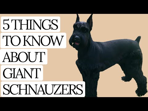 Giant Schauzers - 5 THINGS YOU SHOULD KNOW!