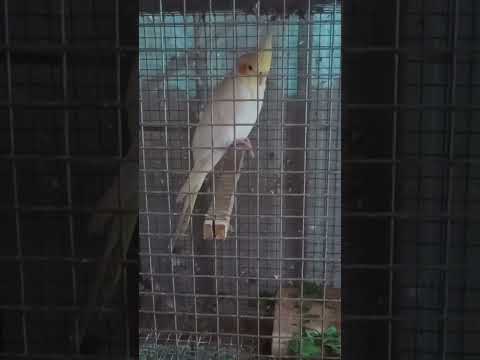 Cockatiel Birds/SK Farm 9092402689