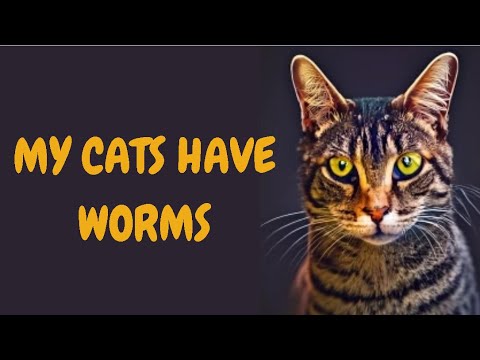 My Cats Have Worms