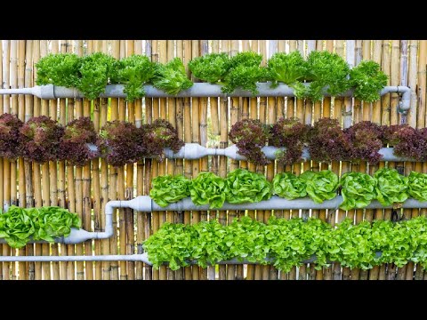 FULL TIME : Useful Tips & Tricks Urban Gardening: Balcony Gardens for City Dwellers