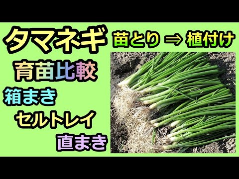 【タマネギ 3種の苗比較と植付け 2021秋 Onion cultivation】セルトレイ vs 箱まき vs 直まき 家庭菜園28年目 無農薬