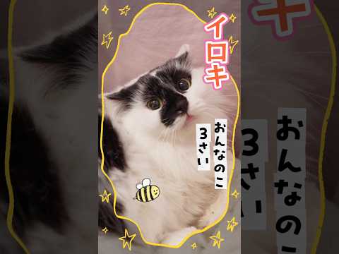 【譲渡動物紹介】イロキ01 #shorts #猫 #cat #川崎市 #animamallかわさき #保護猫 #動物保護施設 #里親募集 #猫のいる暮らし