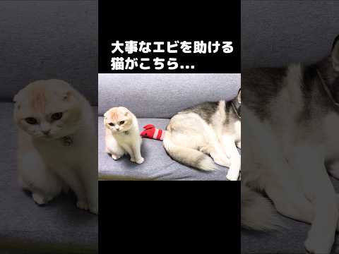 大事なエビさんを助けたい猫がこちら#shots