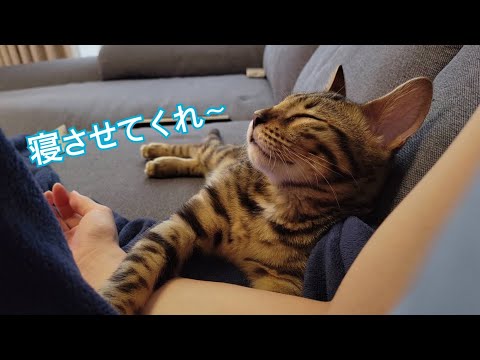 なかなか寝れないベンガルの子猫