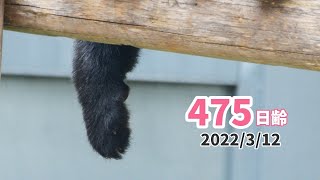 【ジャイアントパンダ（楓浜）】手！はみ出してるよ！（475日齢）