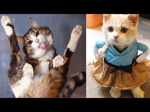 🤣funniest 🐕dogs and 🐈cats - awesome funny animals videos | fun superfast