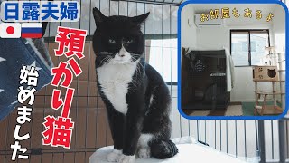 [日露夫婦]保護猫の預かりボランティアを始めました！