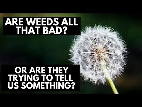 What Are The Weeds Telling Us? Are They Really All That Bad?