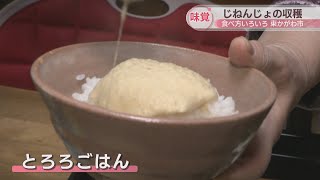 冬の味覚「じねんじょ」の収穫　おすすめの食べ方は？　香川・東かがわ市