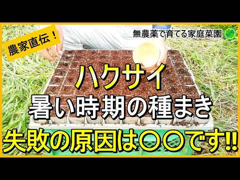 【白菜栽培】種まきは早すぎも遅すぎもダメ！苗作りのコツ【有機農家直伝！無農薬で育てる家庭菜園】　24/8/24