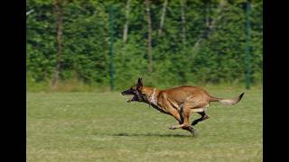 The Shocking Reason Why the Belgian Malinois is the SMARTEST Dog Breed