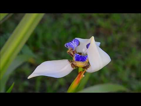 紀錄一朵巴西鳶尾花開過程