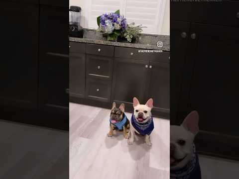 French Bulldogs Waiting for Treats | Max and Bo #Shorts #Dog