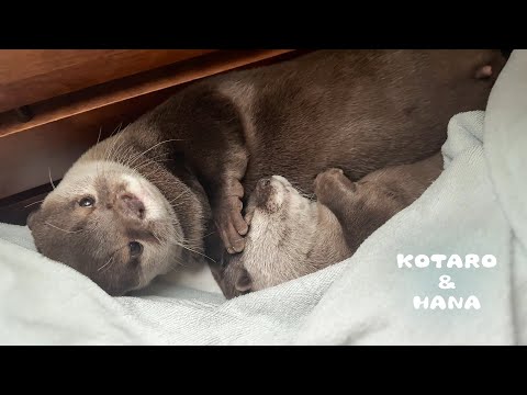 Super Adorable Otters Cuddle When They Sleep Only