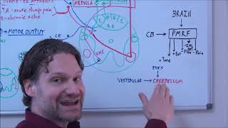 Cerebellum and Pontomedullary Reticular Formation PMRF 1