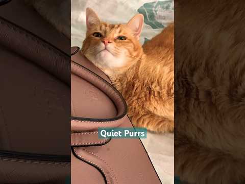 #catshorts #countrylife #orangecat #toebeans #precious #catvideos #catlovers #texas #catpaws #kitty