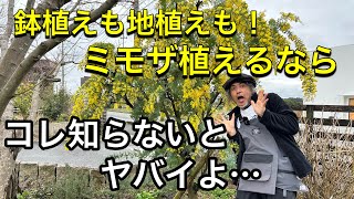 【ミモザ】鉢植えも地植えもミモザ・アカシア植えるなら知らないとヤバい！基本の育て方。植え替え・剪定・肥料など