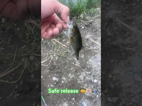 Fish does back flip #trending #respect #fishing #bassfishing