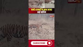 नन्हे शावकों के साथ नजर आई बाघिन #tiger #mpnews #shorts