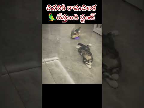 చివరికి రామచిలుక🦜చేస్తుంది బైక్🛵 స్టంట్ #shorts #funnyparrot