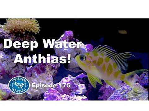 Deep Water Anthias  Fincasters Episode 175