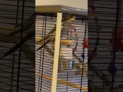 funny parrots #funny #Shorts