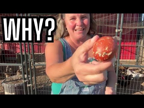 Farm Chore Concerns | Why Are We Not Getting Eggs? Post Molt Recovery