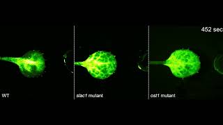 (Z)-3-hexenal-induced Ca2+ signals in leaves treated with abscisic acid.