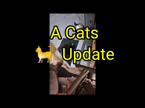 (1654) A Cats 🐈 Update