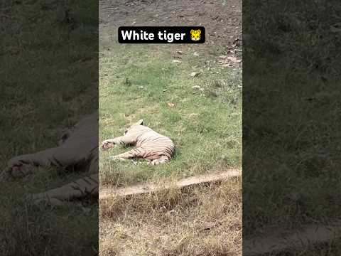 Wild animals life white tiger #kruger #elephant #greaterkruger #delhizoo #shorts #viralvideo #lion