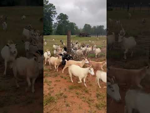 Mist scaring the goats