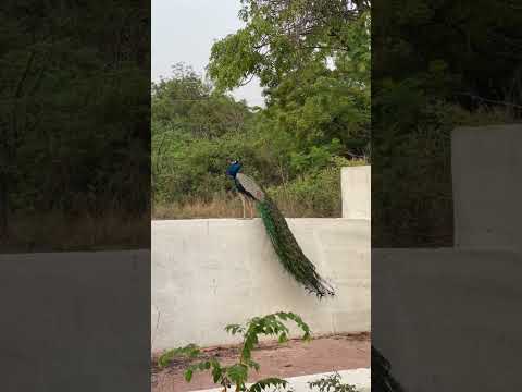 peacocks in Hyderabad kbrpark/best tourist place Hyderabad#youtubeshorts#shortvideo#ytshorts