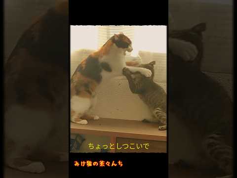 成猫VS子猫　#三毛猫 #サバトラ#子猫#cat #cutecat #ニャンプロ