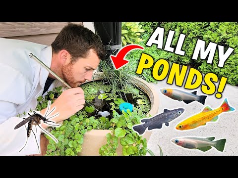 Do These Ponds Survive? - Underwater Tour Of All My Summer Ponds