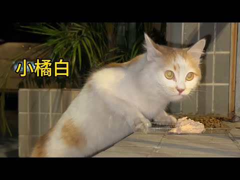 流浪小猫很聪明，看到路人经过就叫肚子饿，讨食物