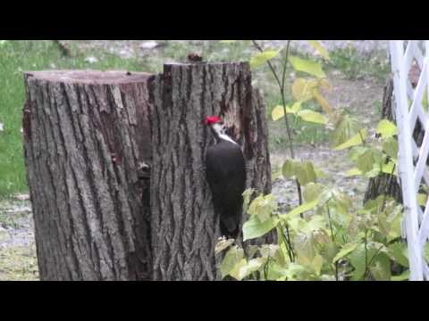 Pileated Woodpecker