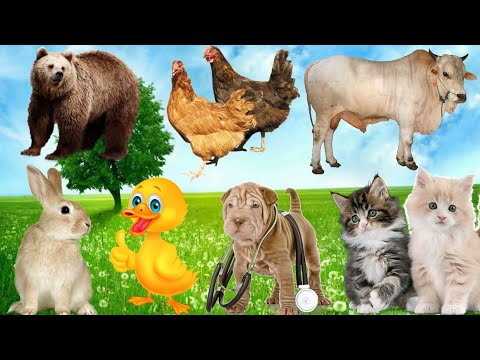 The colorful lives of animals: Dog, Cow, Duck, Rabbit, Elephant...