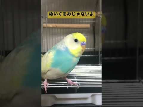 ぬいぐるみじゃないよ #shorts #セキセイインコ #budgie #かわいい #すいちゃん