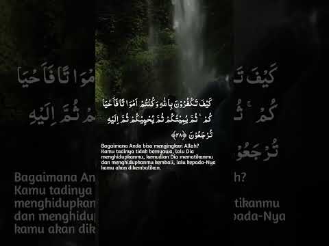 Albaqorah, Ayat 28 #alquran #murottal