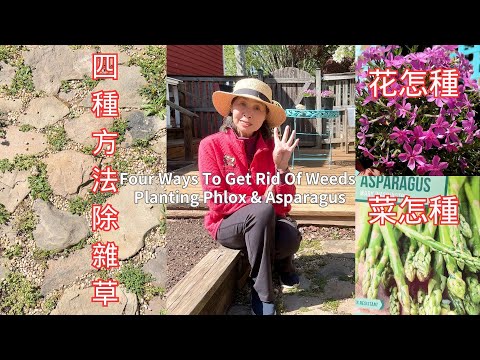 【園藝】四種方法除雜草｜種花種菜，看我怎麼種爬行福祿考和蘆笋｜Four Ways To Get Rid Of Weeds｜Planting Phlox & Asparagus