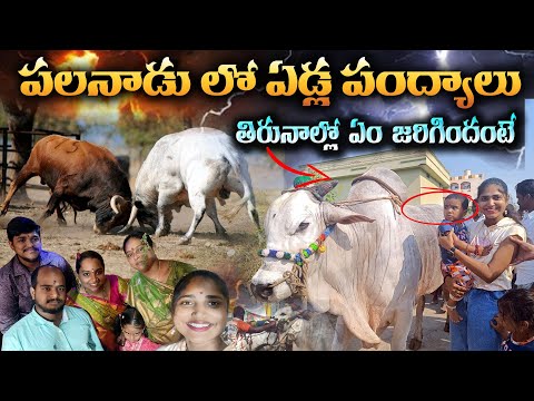 Palnadu lo yadulapandayaluu & Thirunala lo ammi jarigindi anta🤔❓ || annapureddy new vlogs telugu