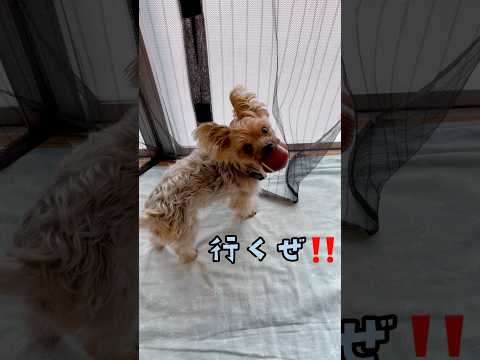 朝練しようと思ったけど、今日はパトロールやな‼️🐶✨