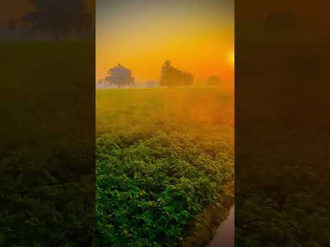 Sunrise #farminglife #youtubeshorts #nature #trendingshorts #viralshort #shorts #villagelife