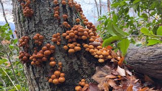 森の宝石を採りにいきました　秋田できのこ狩り　天然ナメコ