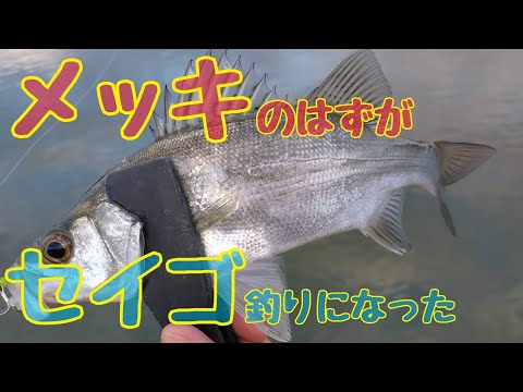 メッキ！あら？セイゴ釣り！